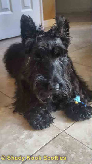 angus2018112101.jpg