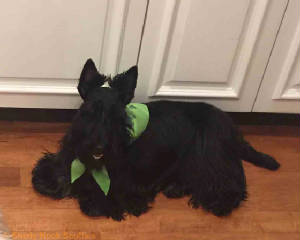brodie2017031701.jpg