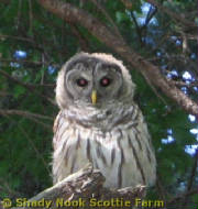franklinowl2011080502.jpg
