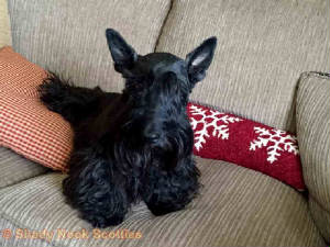 licorice2016042501.jpg