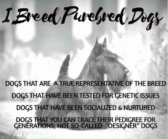 purbreddogs.jpg