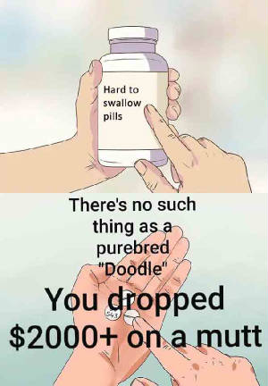 purebreddoodle.jpg