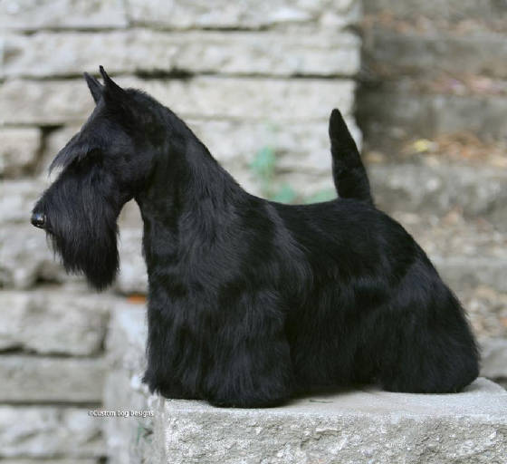 sadie2014081401.jpg