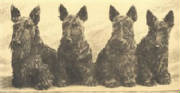 scotties.jpg
