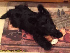 sophie2015072801.jpg