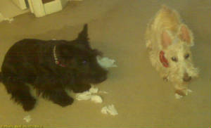 walter2010022701.jpg