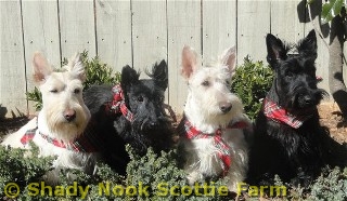 4scotties.jpg