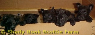 5_weeks_old001.jpg