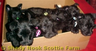 6wks_old001.jpg