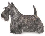 akc_scottie.jpg
