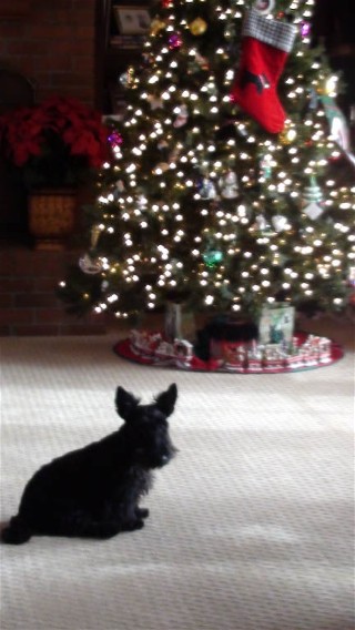 bailey20101203.jpg