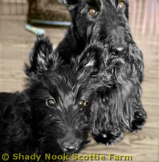 brodie2011020101.jpg