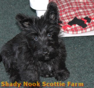 chester2012062701.jpg