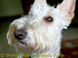 clyde2011090602.jpg