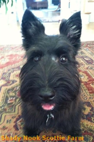 gracie2012071901.jpg