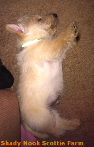 hamish2012030201.jpg