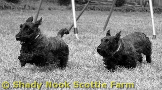 kiltie_nellie.jpg