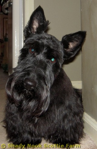 licorice2011031405.jpg
