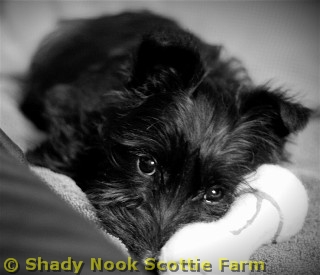 macduff2011041801.jpg