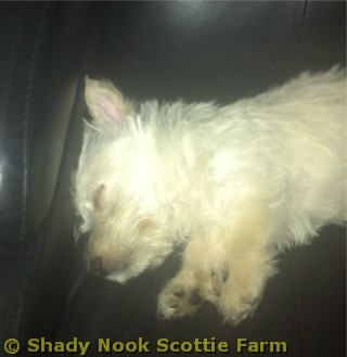 maggie2011082201.jpg