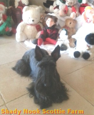 maizie20121203.jpg