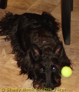 olive2011050101.jpg