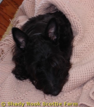 olive2011050107.jpg