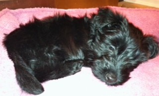 pepper20111117.jpg