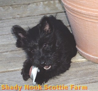 rowdy2012061701.jpg