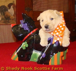 scottie06.jpg