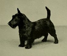 About Scottish Terriers