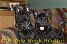 scottieaggie2010091002.jpg