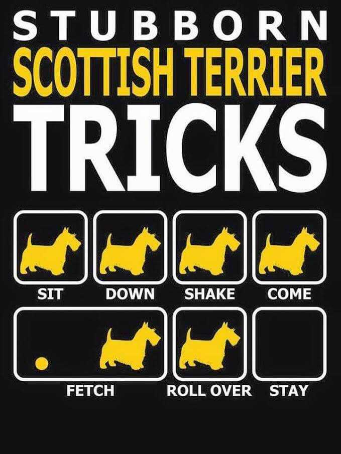 scottietricks.jpg