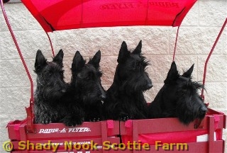 scout20110516.jpg
