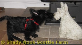 sophie2011082401.jpg