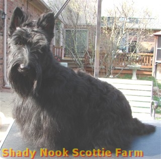 thistle2012031701.jpg